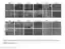 Fig. 06 - BIOCOMPATIBLE CARBOXYMETHYLCELLULOSE MATRIX (BCM) FOR HEMOSTASIS, TISSUE BARRIER, WOUND HEALING, AND COSMETOLOGY