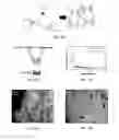 Fig. 14 - POLY(THIOKETAL URETHANE) SCAFFOLDS AND METHODS OF USE