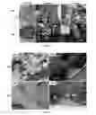 Fig. 18 - POLY(THIOKETAL URETHANE) SCAFFOLDS AND METHODS OF USE