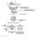 Fig. 01 - Methods for inhibiting stenosis, obstruction, or calcification of a stented heart valve or bioprosthesis