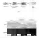Fig. 02 - Matrix scaffold with antimicrobial activity