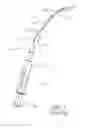 Fig. 06 - Nasal Flushing Catheter
