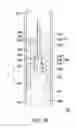 Fig. 08 - SYRINGE AND NEEDLE ASSEMBLY
