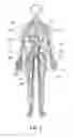 Fig. 03 - Neurostimulation system for central nervous stimulation (CNS) and peripheral nervous stimulation (PNS)