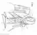 Fig. 04 - Motor Driven Horse Simulacrum Vehicle