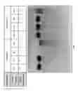 Fig. 12 - Integrated membrane device