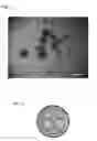 Fig. 06 - Cured biodegradable microparticles and scaffolds and methods of making and using the same