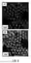 Fig. 07 - Engineered nanoparticles for aqueous applications