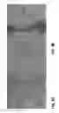 Fig. 12 - Nanopore devices for sensing biomolecules