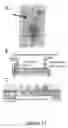 Fig. 14 - Gradient-on-a-chip