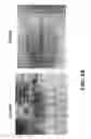 Fig. 16 - Sorting biological and non-biological moieties using magnetic levitation