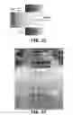 Fig. 19 - Sorting biological and non-biological moieties using magnetic levitation