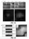 Fig. 26 - Sorting biological and non-biological moieties using magnetic levitation