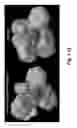 Fig. 09 - Biaryl ligands, methods of making biaryl ligands, and methods of use thereof