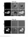 Fig. 04 - Protein based adhesive composition and method