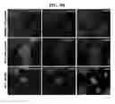 Fig. 12 - Protein based adhesive composition and method