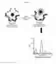 Fig. 02 - Kinase substrates and methods of use thereof