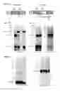 Fig. 22 - Hepatitis C virus E1/E2 heterodimers and methods of producing same