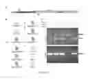 Fig. 06 - Compounds and methods of treating usher syndrome III