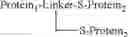 Fig. 49 - Protein conjugates