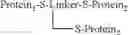 Fig. 52 - Protein conjugates