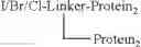 Fig. 67 - Protein conjugates