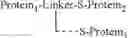Fig. 76 - Protein conjugates