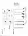 Fig. 12 - Claudin-18.2-specific immunoreceptors and T cell epitopes