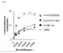Fig. 08 - CD8a and t cell receptor variants and methods of using same in modulating immune cell responses