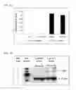 Fig. 06 - Expression of Fc-containing proteins