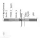 Fig. 02 - Methods to protect transplanted tissue from rejection
