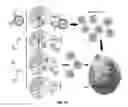 Fig. 02 - Methods and compositions for activation of T cells using nanoparticles conjugated with multiple ligands for binding receptors on T cells