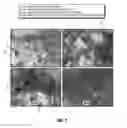 Fig. 02 - STABILIZED STARCH