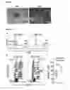 Fig. 08 - METHOD AND CULTURE MEDIUM FOR EX VIVO CULTURING OF EPIDERMIS-DERIVED STEM CELLS
