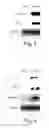 Fig. 03 - Hormone responsive tissue culture system and uses thereof