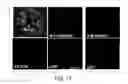 Fig. 10 - Hormone responsive tissue culture system and uses thereof