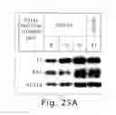 Fig. 24 - Hormone responsive tissue culture system and uses thereof