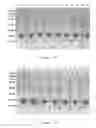 Fig. 05 - Mutant-type uricase, PEG modified mutant-type uricase, and application thereof
