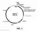 Fig. 02 - Laccase variants and polynucleotides encoding same