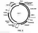 Fig. 06 - Laccase variants and polynucleotides encoding same
