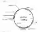 Fig. 02 - Nitrile hydratase