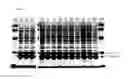 Fig. 06 - Nitrile hydratase