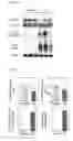 Fig. 09 - PHARMACEUTICAL COMPOSITION FOR NEURODEGENERATIVE BRAIN DISEASE AND SCREENING METHOD FOR THE SAME