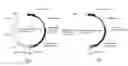 Fig. 01 - RECOMBINANT MAMMALIAN CELLS AND METHOD FOR PRODUCING SUBSTANCE OF INTEREST