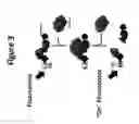 Fig. 04 - OLIGONUCLEOTIDE-BASED PROBES FOR DETECTION OF CIRCULATING TUMOR CELL NUCLEASES