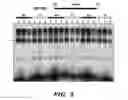 Fig. 08 - METHODS AND ASSAYS RELATING TO HUNTINGTONS DISEASE