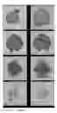 Fig. 04 - Molecular identification method for single dinoflagellate cyst