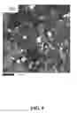 Fig. 10 - Recovery of scandium values through selective precipitation of hematite and basic iron sulfates from acid leachates