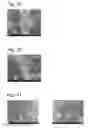 Fig. 11 - Complexes of cellulose fibers and inorganic particles