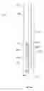 Fig. 13 - Rain shield for single and double hung windows